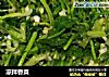 凉拌香菜的做法