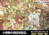 小香娟の西红柿昙花鸡蛋汤的做法
