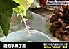 醋泡苹果子姜的做法