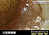川贝蒸雪梨的做法