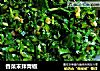 香菜末拌青椒的做法