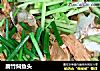 腐竹焖鱼头的做法