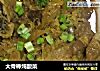 大骨棒炖酸菜的做法