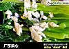 广东菜心的做法