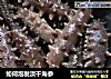 如何泡发淡干海参的做法