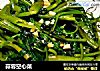 蒜蓉空心菜的做法