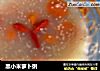 黑小米萝卜粥的做法