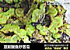 豆鼓鲮鱼炒苦瓜的做法