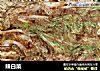 辣白菜的做法