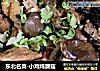 东北名菜-小鸡炖蘑菇的做法