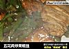 五花肉炒青椒丝的做法