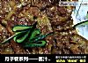 月子餐系列——酱汁藕夹肉的做法