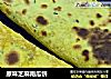 原味芝麻南瓜饼的做法