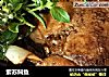 紫苏焖鱼的做法