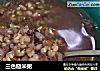 三色糙米粥的做法