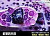 紫薯西米露的做法