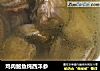 鸡肉鲍鱼炖西洋参的做法