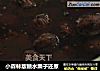 小森林版糖水栗子还原的做法
