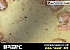 鲜鸡蛋虾仁的做法