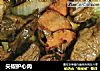 尖椒护心肉的做法