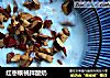 红枣核桃拌酸奶的做法