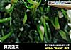 蒜泥菠菜的做法