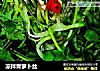 凉拌青萝卜丝的做法