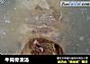 牛筒骨清汤的做法