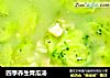四季养生青瓜汤的做法