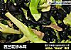 西兰花炒木耳的做法