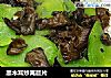 黑木耳炒莴苣片的做法