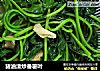 猪油渣炒番薯叶的做法
