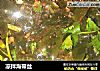 凉拌海带丝的做法