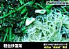 粉丝炒菠菜的做法