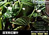 蒜末拌红薯叶的做法