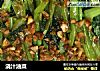 浇汁油菜的做法