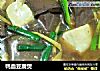 鸭血豆腐煲的做法