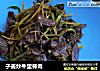 子姜炒牛里脊肉的做法