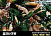 韭菜炒河虾的做法