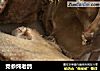 党参炖老鸽的做法