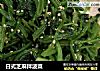 日式芝麻拌波菜的做法