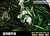 菠菜魔芋汤的做法
