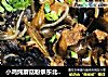 小鸡炖蘑菇粉条东北名菜的做法