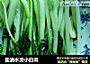 盐油水烫小白菜的做法