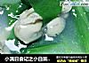 小满日食记之小白菜牡蛎汤的做法
