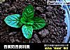 香蕉奶昔奥利奥的做法