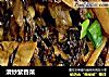 清炒紫香菜的做法