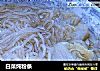 白菜炖粉条的做法