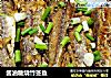 酱油糖烧竹签鱼的做法