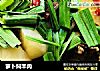 萝卜焖羊肉的做法